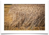 Lymm's Rich Harvest digital - Carol Sparkes